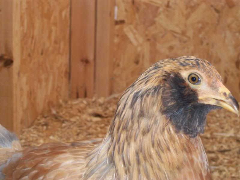 Post a picture of your best chicken beard! Page 3 BackYard Chickens